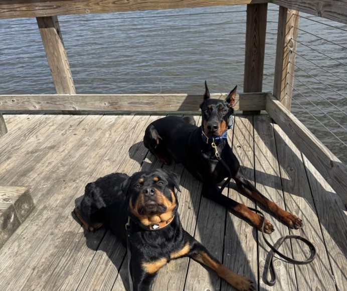 Stress-Free Leash Training