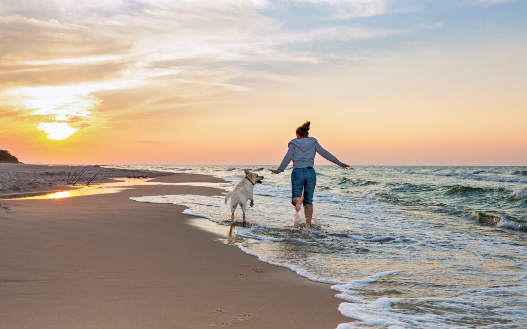 Dog with advanced obedience training frolicking on the beach with its owner