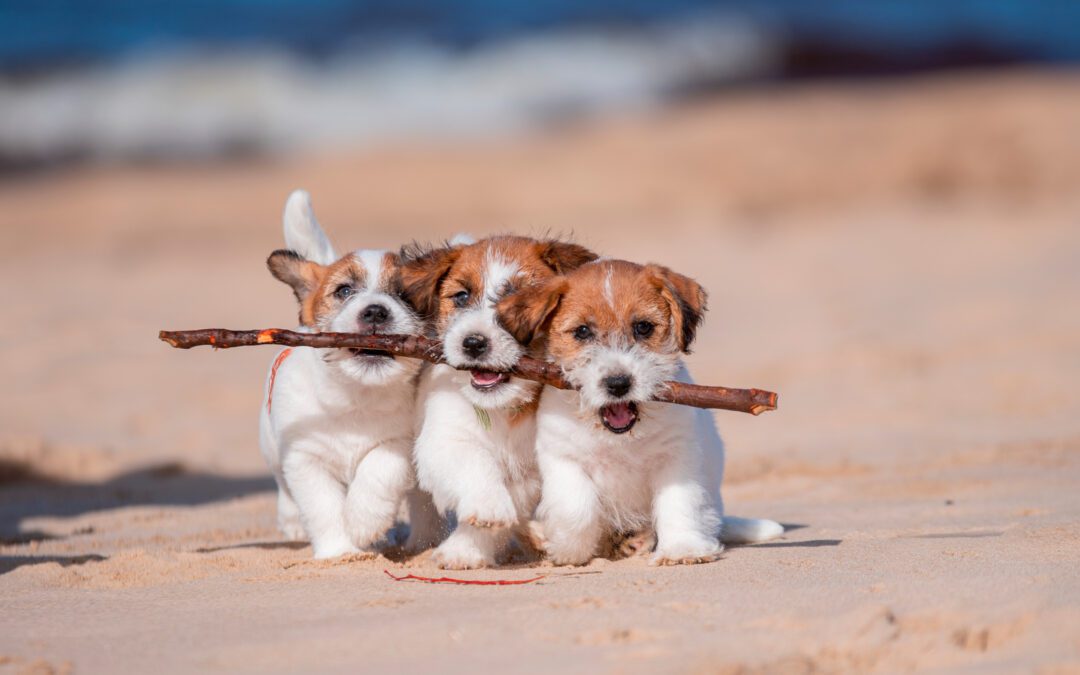 on the beach playing puppy training games